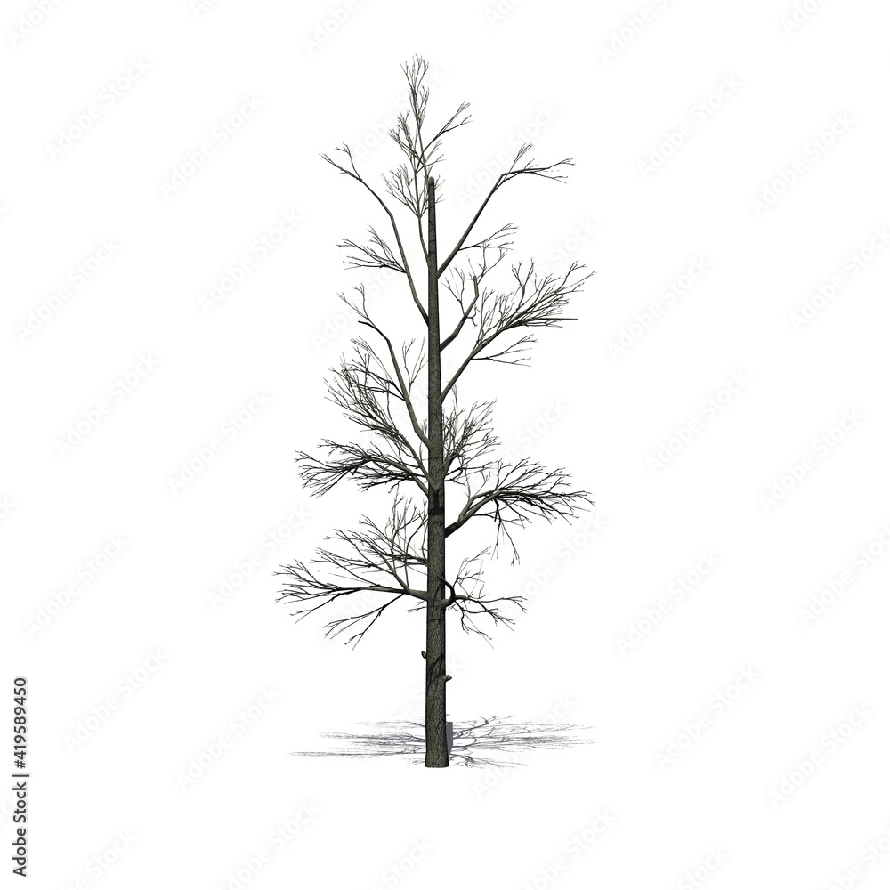 Sourwood Tree in the winter with shadow on the floor - isolated on white background - 3D Illustration Sourwood Tree in the winter with shadow on the floor - isolated on white background - 3D Illustration