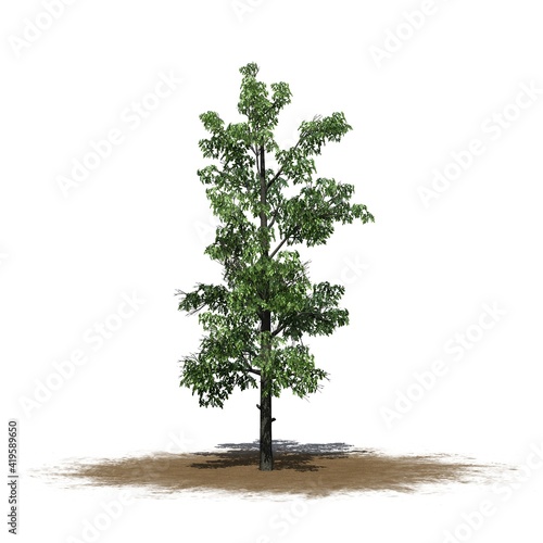 Sourwood tree on a sand area - isolated on white background - 3D Illustration