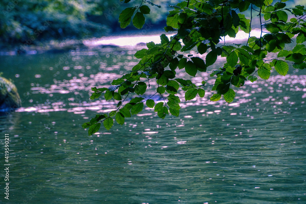 Naklejka premium flowers and water