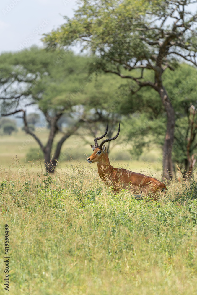 antilopes antilopes