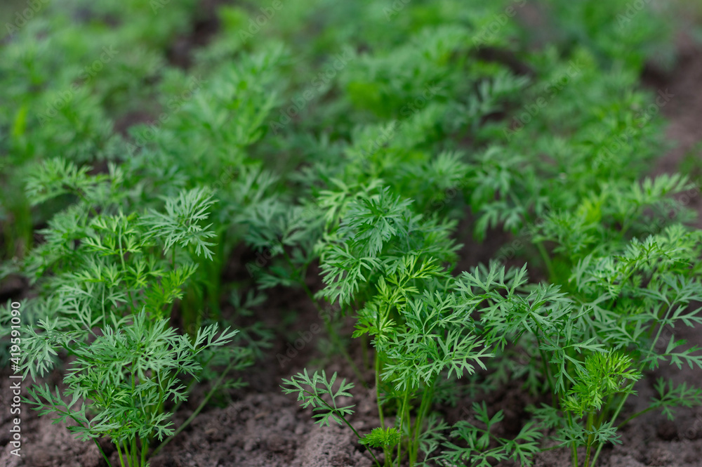 Young seedlings of carrots growing on a farm bed. Organic farming concept. Selective focus. Young seedlings of carrots growing on a farm bed. Organic farming concept. Selective focus.