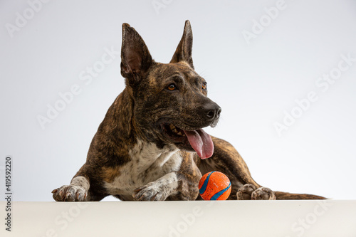 Slika na platnu Shepherd mix dog looking obedient and playfull white lying down with ball