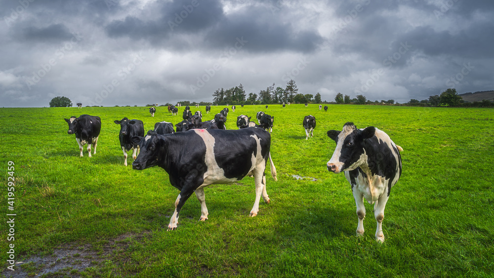 Herd of cows or cattle on fresh green field or pasture with dark, moody sky in background. Curious cow looking at camera, County Tipperary, Ireland Herd of cows or cattle on fresh green field or pasture with dark, moody sky in background. Curious cow looking at camera, County Tipperary, Ireland