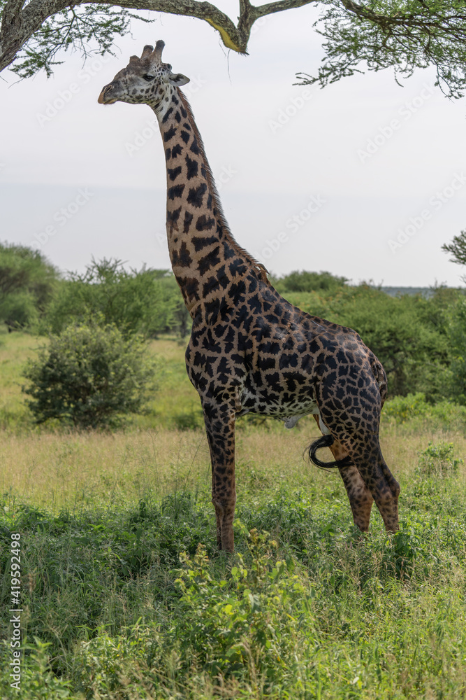 Giraffes in safari