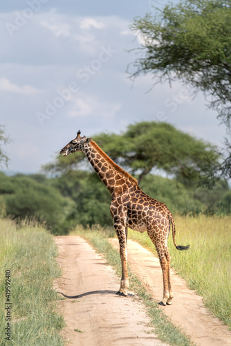 Giraffes in safari