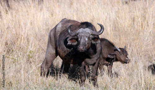 Buffalo female and calf  South Africa 