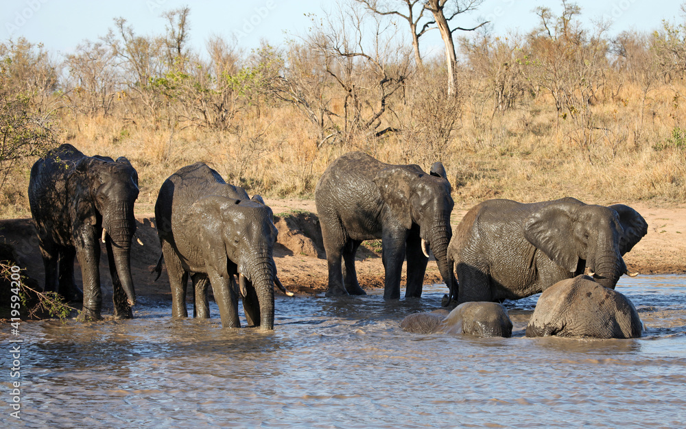 Obraz premium Young male elephants by a waterhole, South Africa 