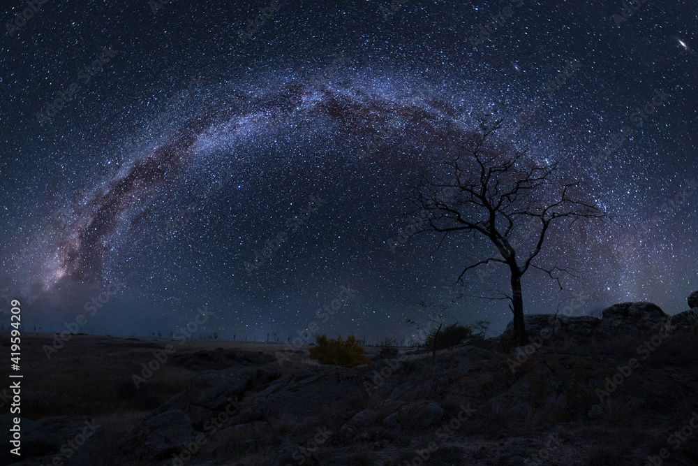 Lonely tree in steppe and milky way