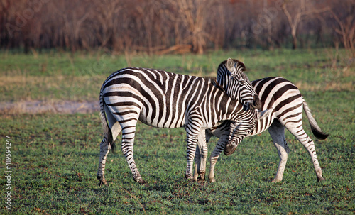 Young zebra play fighting  South Africa 