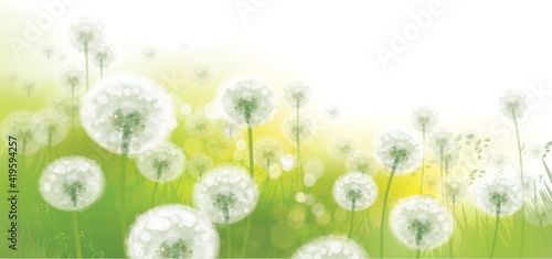 Vector spring bokeh background with white dandelions.