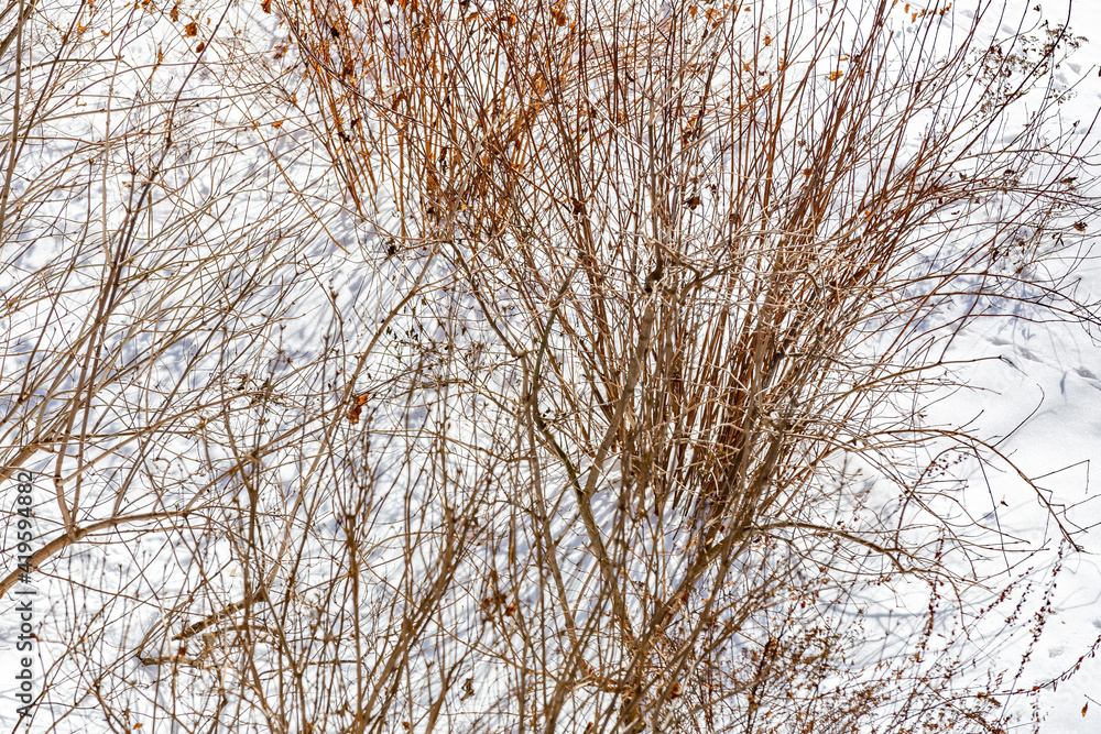 Perennial bush after heavy snowfall on a winter day Perennial bush after heavy snowfall on a winter day