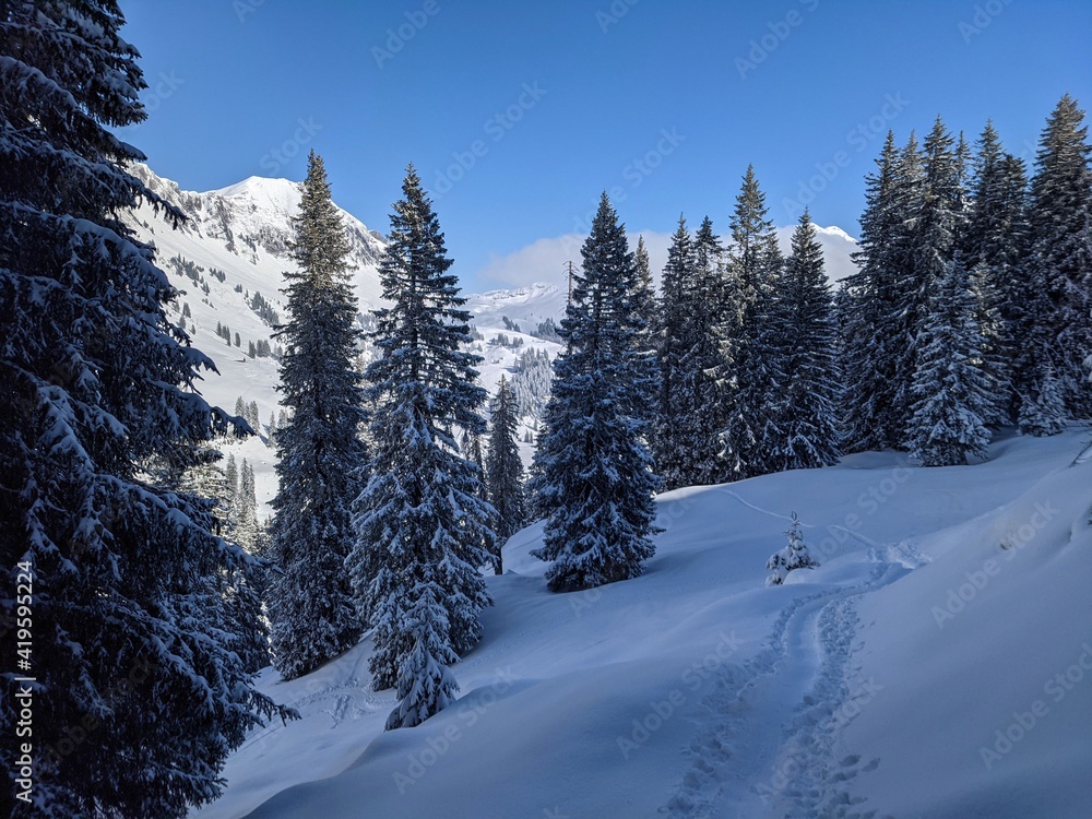 Fototapeta premium Ski tours in the Glarus region. Pure winter landscape with snowy trees with the ascent trail and blue sky. Winter Sport, winter landscape in the forest. Skimo