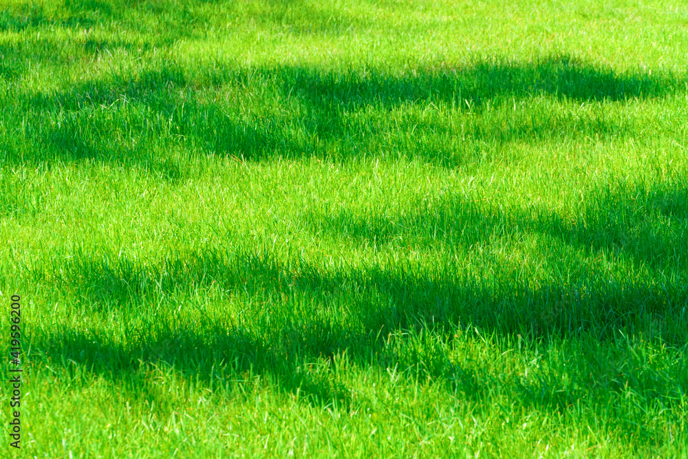 bright green grass background in a city park on a sunny day, tree shadows  on the lawn Stock Photo | Adobe Stock