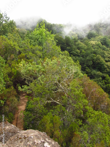Chmury w lasach deszczowy na wyspie Madera, wysoko w górach, Portugalia © vofchok