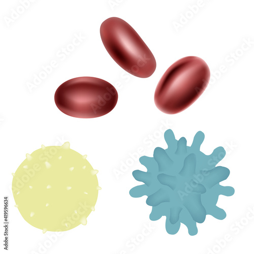 Erythrocyte, Neutrophils And Macrophage, Isolated On White Background, Vector Illustration