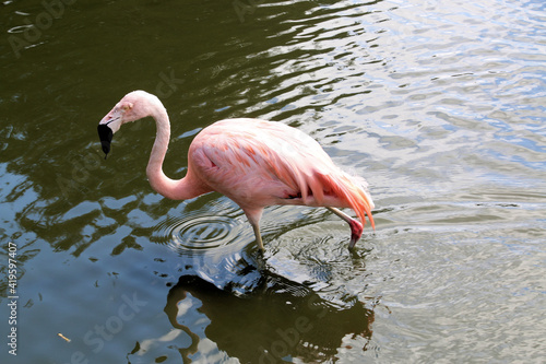 A view of a Flamingo in the water