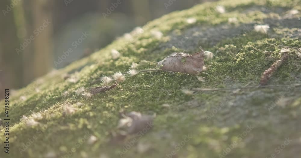 Close Up View Of The Rock Surface With Green Moss And Leaves - slider right Close Up View Of The Rock Surface With Green Moss And Leaves - slider right