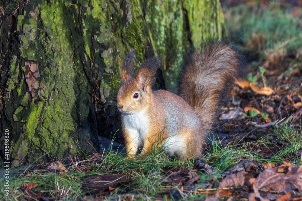 Squirrel (Sciurus vulgaris) on a spring day in the park on Elagin Island in St. Petersburg. Squirrel (Sciurus vulgaris) on a spring day in the park on Elagin Island in St. Petersburg.