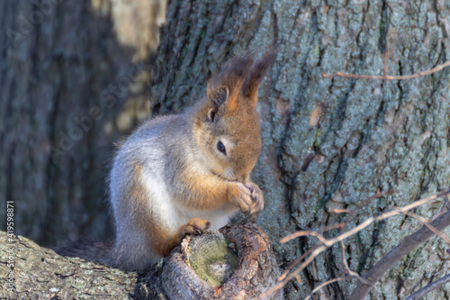 Squirrel (Sciurus vulgaris) on a spring day in the park on Elagin Island in St. Petersburg. © Сергей Рамильцев