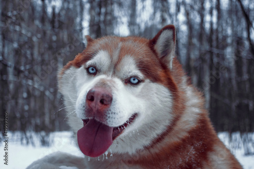 Husky in the winter forest for a walk