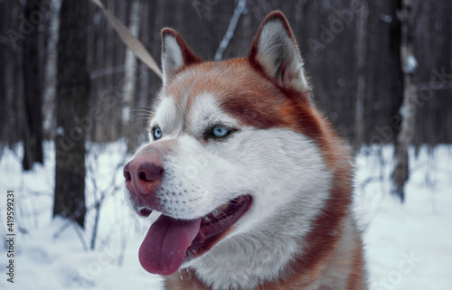 Husky in the winter forest for a walk