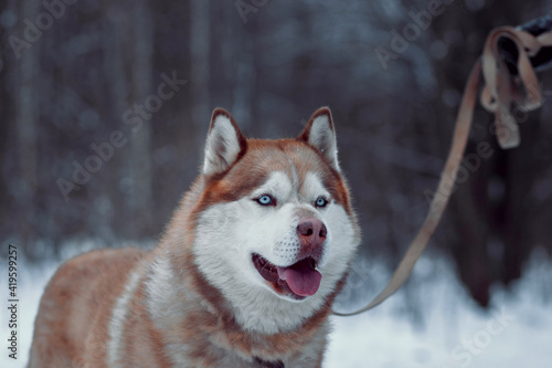 Husky in the winter forest for a walk