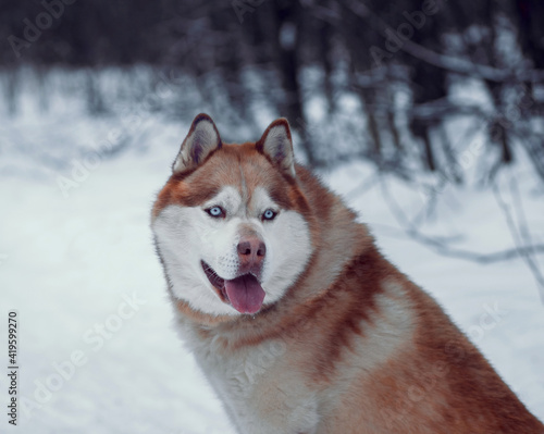Husky in the winter forest for a walk