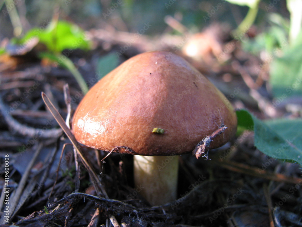 mushroom in the forest mushroom in the forest