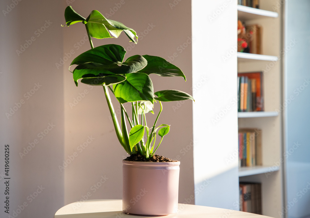 monstera or split-leaf philodendron (Monstera deliciosa) in a pot growing houseplants indoors monstera or split-leaf philodendron (Monstera deliciosa) in a pot growing houseplants indoors