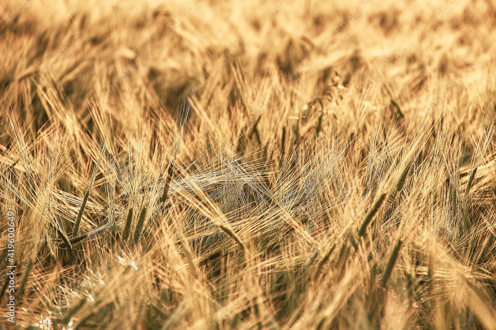 Fototapeta premium Banner background of golden wheat - the concept of harvest time. background for text, website. Selective focus on the spikelets in the photo