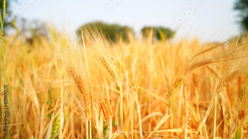Wheat field in India. Ears of golden wheat with Sunset Landscape. Ripening dry ears of meadow wheat field. Indian winter season crops
