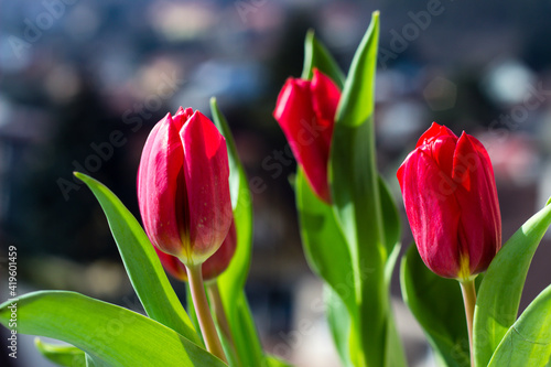 Pink tulips isolated on dark background.
