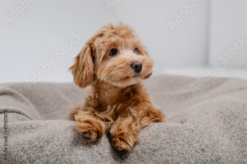 Obraz na plátne Maltipoo dog. Adorable Maltese and Poodle mix Puppy at home