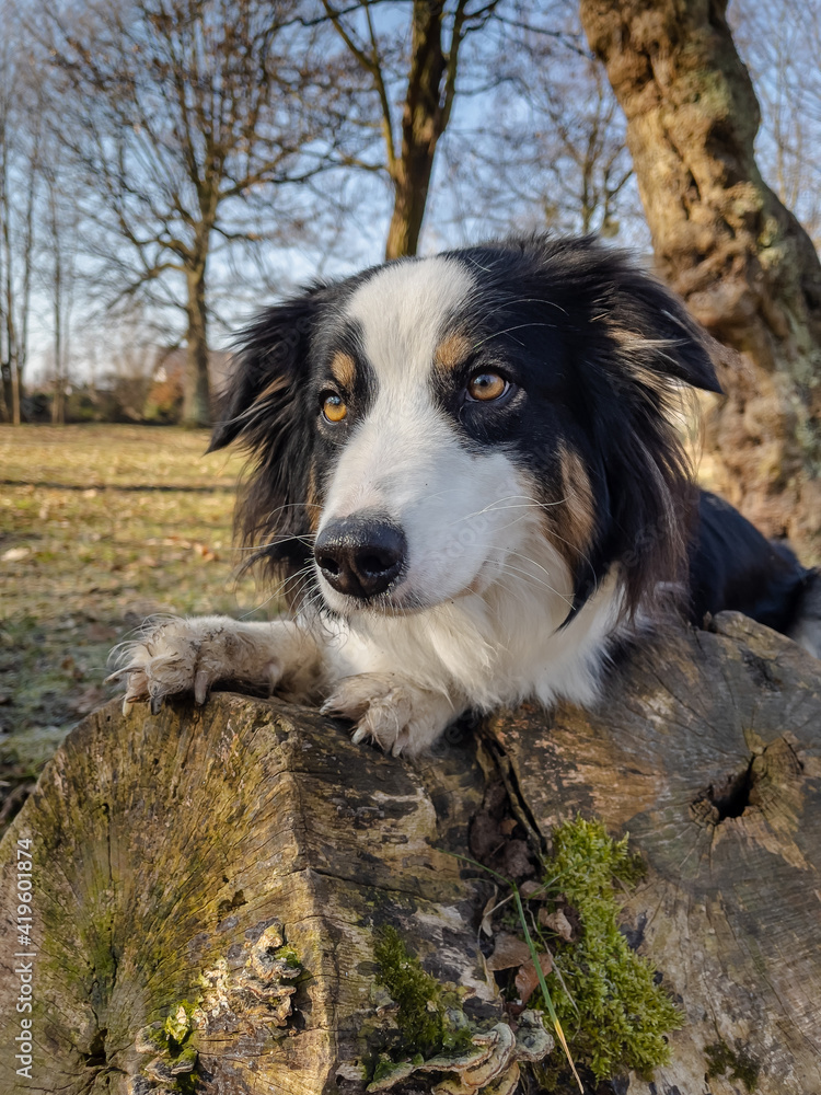 Australian Shepherd Dog playing at spring park. Happy Aussie walks at outdoors sunny day. Portrait of dog.