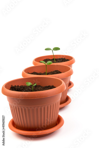 Young plant in small flowerpot. Growing seedlings.Gardening and ecology concept. © Olga