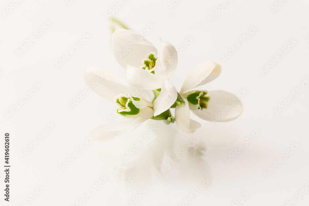 Obraz premium Snowdrop on white background. White springs flower in close-up with copy space.