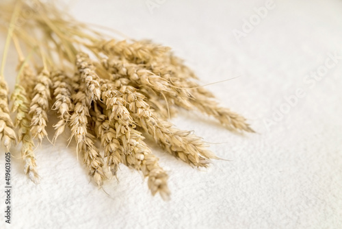 yellow wheat ears on white flour
