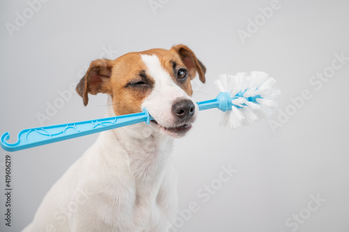 Jack russell terrier dog holds a blue toilet brush in his mouth. Plumbing cleaner © Михаил Решетников