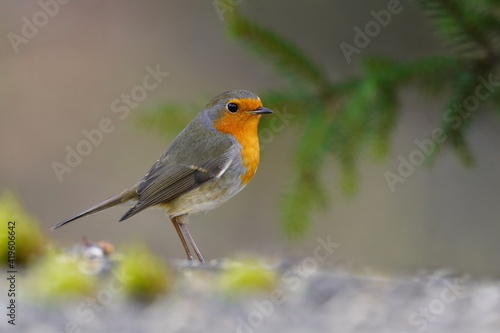 Photo of European robin (Erithacus rubecula) sits on the ground. Detailed and bright portrait. Erithacus rubecula. Wildlife scene from nature.