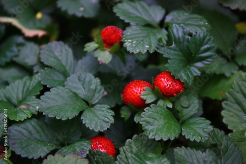 wild strawberry in the garden