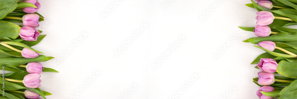 Tulips on a white background. Festive floral concept with clean text space. Flat lay. View from above. Banner. Tulips on a white background. Festive floral concept with clean text space. Flat lay. View from above. Banner.