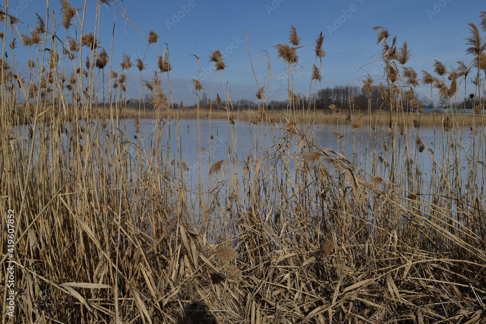 Reeds near the river. Reeds near the river.