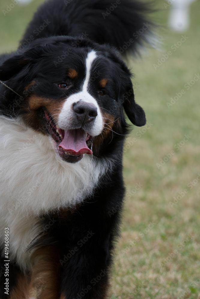 bernese mountain dog tongue out