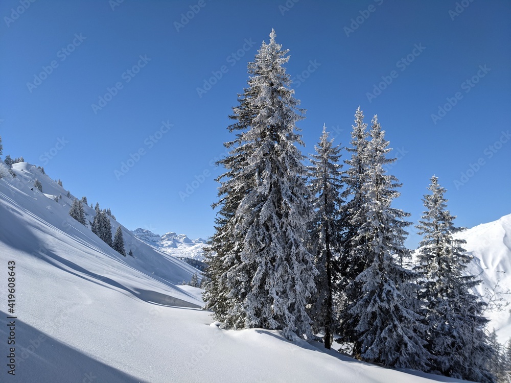  freshly snow-covered trees in a beautiful winter landscape with mountains in the background. Picture in Glarus Switzerland. Wallpaper. Big tree with a lot of snow
