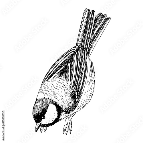 hand-drawn titmouse on a white background.