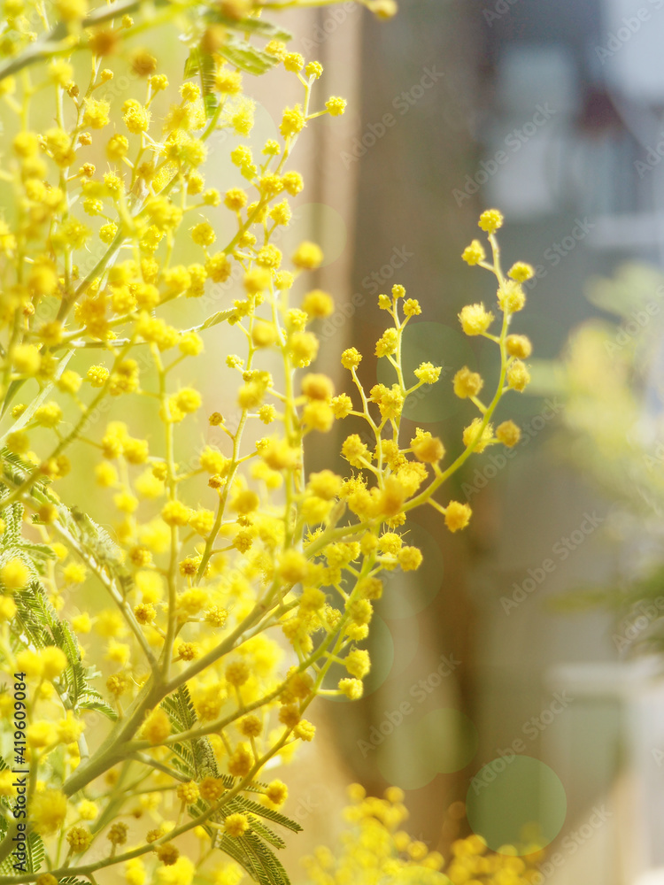 Banner Bright Yellow Mimosa Flowers