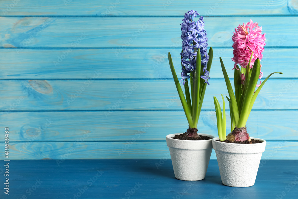 Different beautiful potted hyacinth flowers on blue wooden table. Space for text Different beautiful potted hyacinth flowers on blue wooden table. Space for text