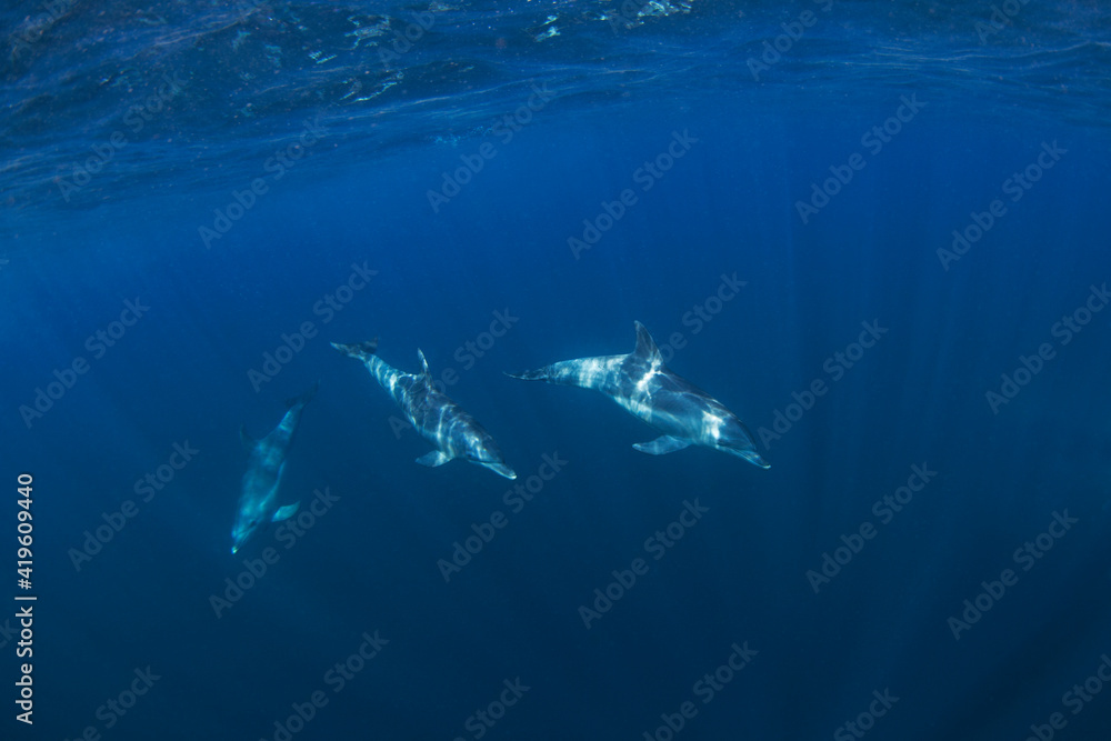 Fototapeta premium Bottlenose dolphins swimming in the Indian ocean. Dolphins in the herd. Snorkeling with marine mammals.