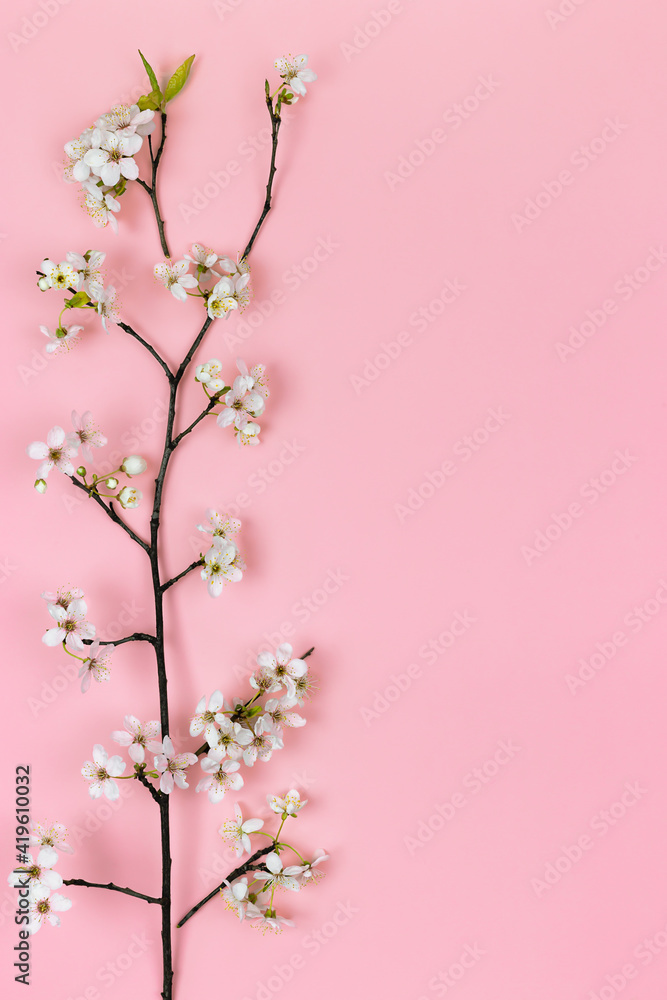 Blooming cherry branches on a pink background with a copy space. Spring Concert