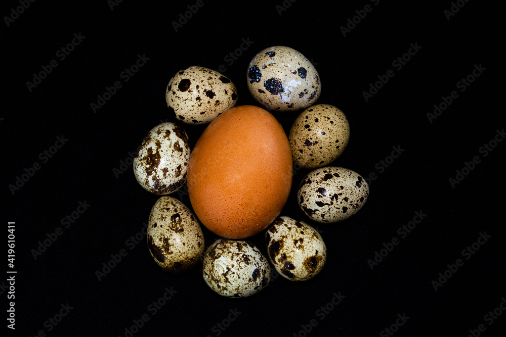 Chicken egg and quail eggs. Chicken egg and quail eggs.